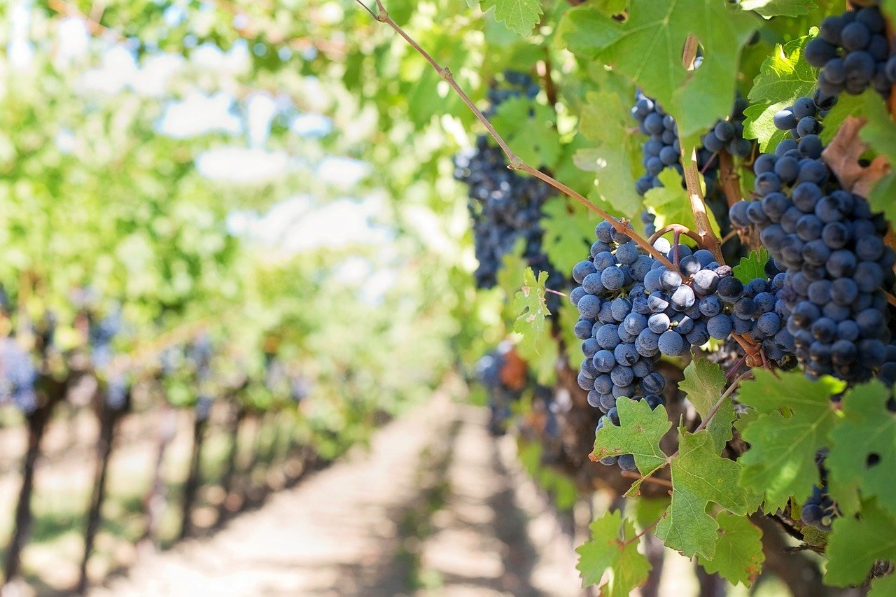 Las mejores rutas del vino