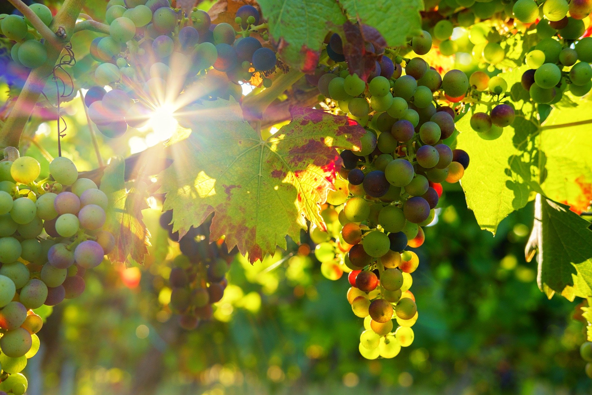 Viñedo