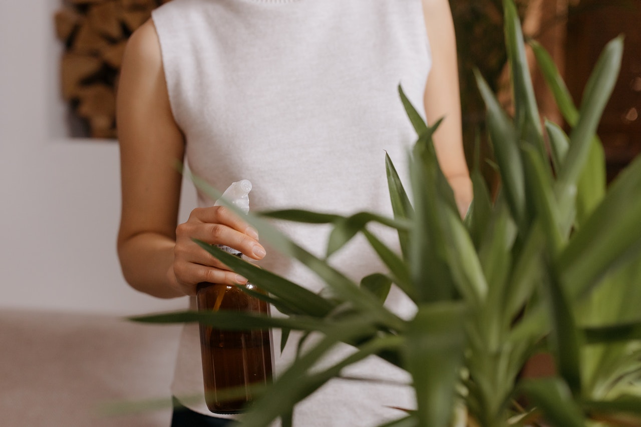 insecticida casero para plantas