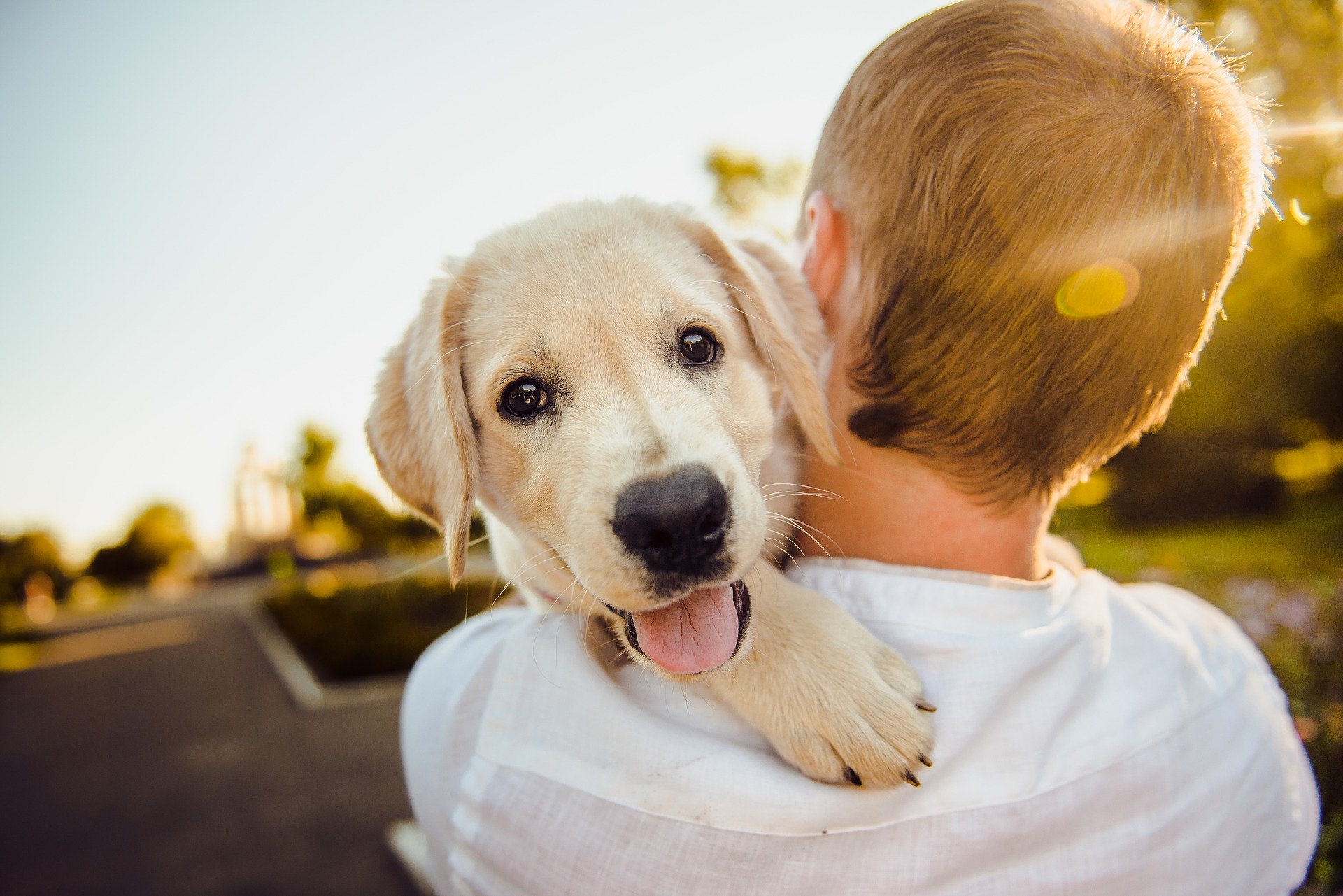 alimentadores inteligentes para perros