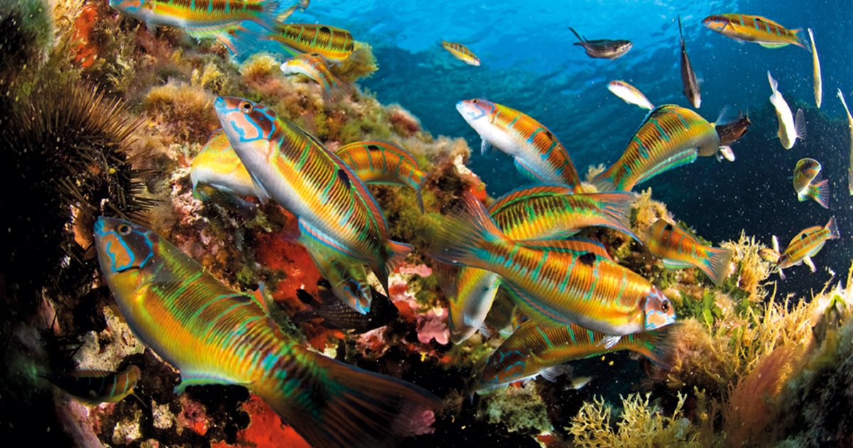 snorkel y buceo