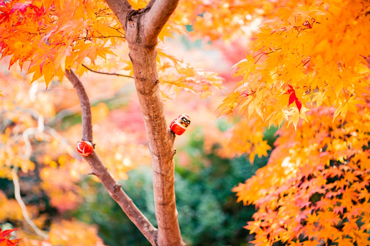 Jardín de otoño