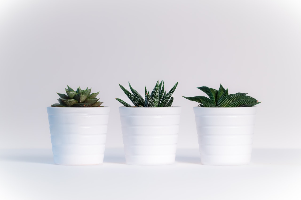 Mejores plantas