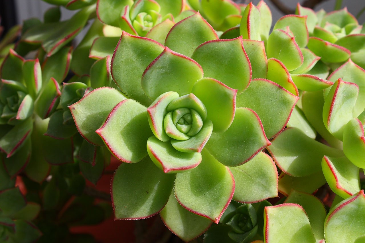 Plantas para la casa
