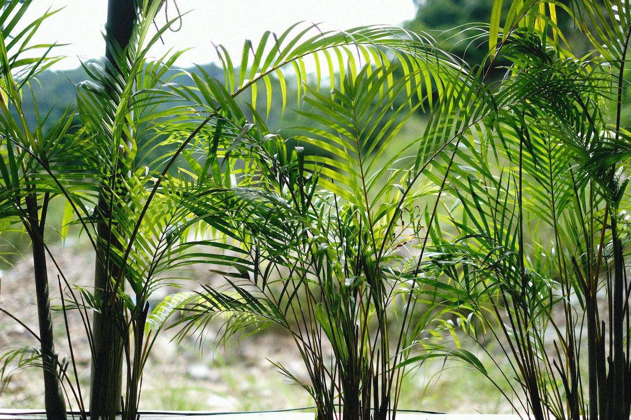 palma areca